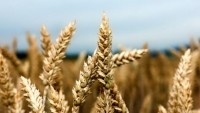 Wheat-close-up