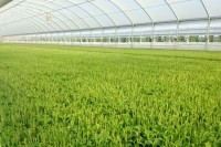 GA_stevia_transplants-Sweet Green Fields