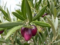 Oilve-heart-olives