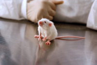 Laboratory Mouse istockphoto
