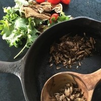 home-product-aketta-roasted-crickets
