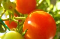 Ohio-Dei-Fratelli-tomatoes