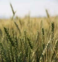Wheat-image-General-Mills