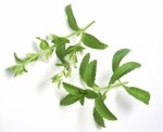 Stevia plant1