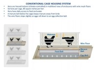 conventional housing system caged eggs