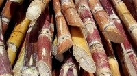 Cut sugar cane stalks
