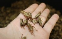 Crickets-picture by-little herds