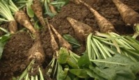Cargill chicory root fiber