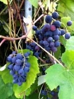 Concord grapes mgrafx