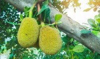 jackfruit tree - wilaiwanphoto