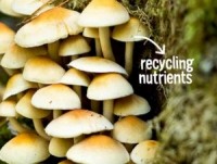 biomimicry-mushrooms
