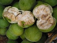 The skin and flesh of monk fruit contains mogroside V
