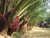 Oil palm plantation GreenPalm