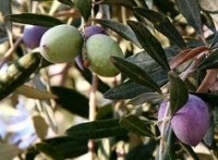 Olives-steve