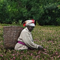 purple tea farmer