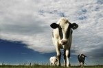 cows-istock-Lise Gagne