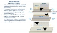 cage-free eggs system