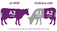 a2milk cows