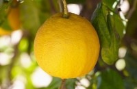 bergamot_citrus collection-Givaudan