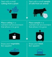 cultivated-meat-diagram