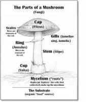 mushroom-diagram-Shane-Mulholland-forestorganics68_large