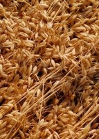 oats-grain-millers