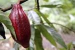 red cocoa bean-istock-David L Amsler