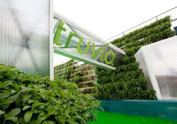 All systems go for stevia as EU regulators finally give sweetener the thumbs up
