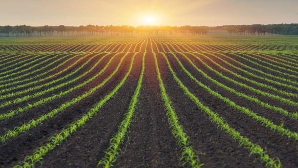 Bunge unveils non-GMO corn, oil products
