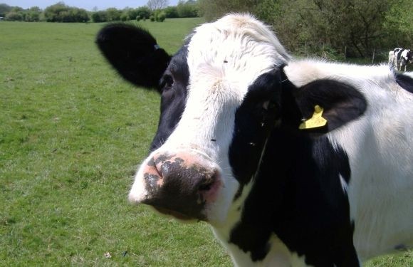 Would a sustainable diet include dairy products?