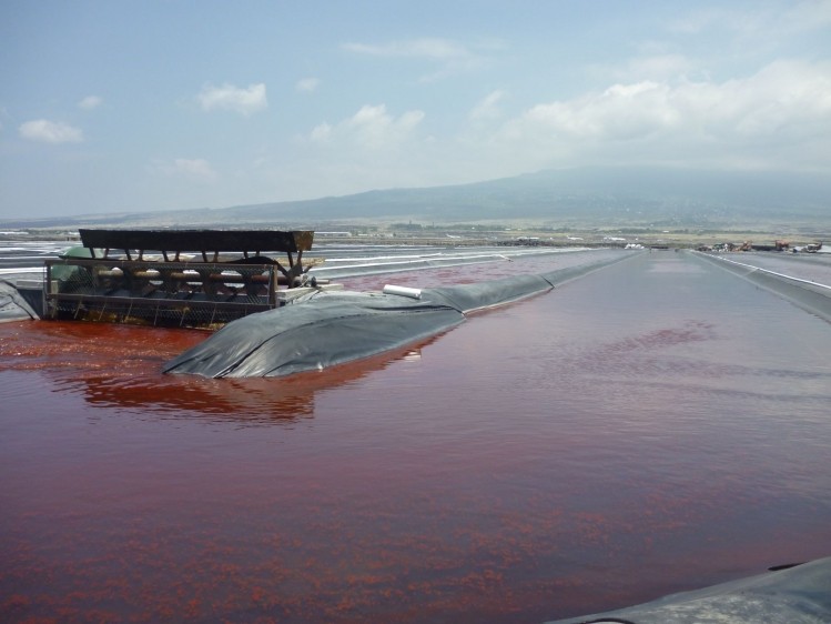 Red hot: Could this be the coolest ingredient production facility on the planet? Cyanotech, Hawaii, in pictures