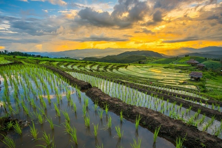 Sustainable Rice Platform targets food loss, waste worldwide