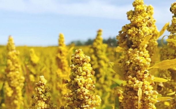 Quinoa ticks all the boxes, says Andean Naturals