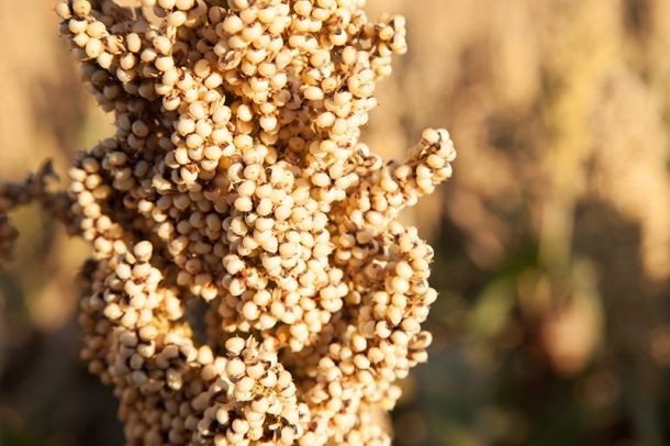Teff, sorghum, quinoa on the rise