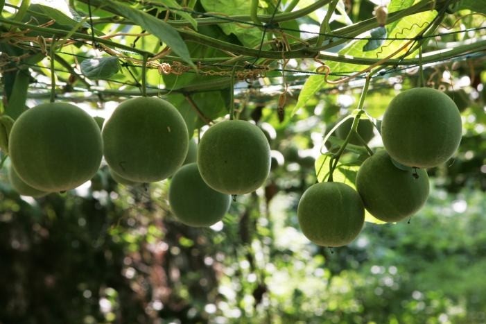 Natural sweeteners: Monk fruit momentum
