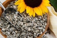 Burcon claims its technology can deliver sunflower protein isolates with a ‘neutral color and exceptionally bland flavor...’ Picture: GettyImages-KLSbear