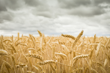 Wheat yields are stagnating, scientists hope crop breeding can reverse the trend / Pic: GettyImages-Dan Brownsword
