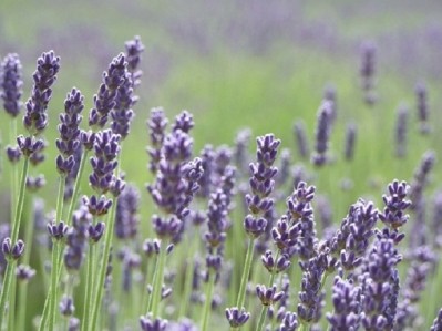 Lavender emerges as popular ingredient across categories