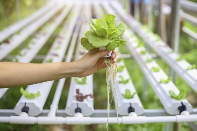 NOSB defers vote on organic certification for hydroponics