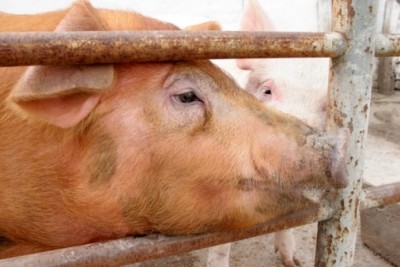 World Pork Expo due to take place in the US