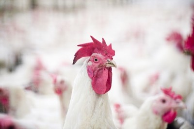 The spread of bird flu represents a financial risk to poultry processors 