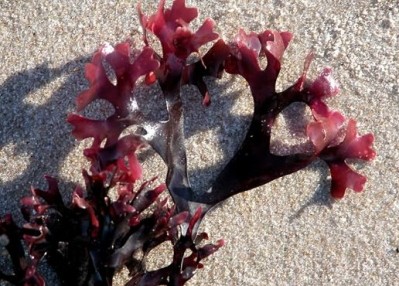 Chondrus crispus or 'red moss' is often used as a source of carrageenan. Picture: FMC