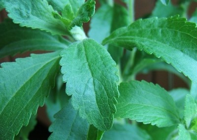 EU now represents 40% of new stevia launches – and innovation continues
