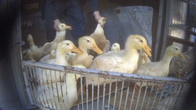 PETA claims thousands of ducks were badly injured before the animals reached the abattoir 