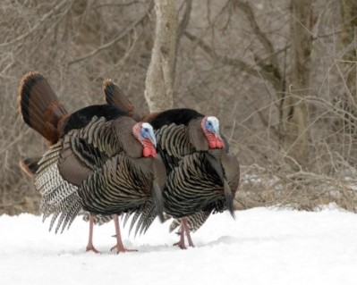 NTF refutes findings on antibiotic-resistant bacteria in turkey