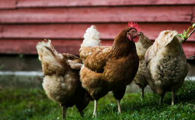 Sourcing slower-growing chickens pits animal welfare, environmental concerns against each other