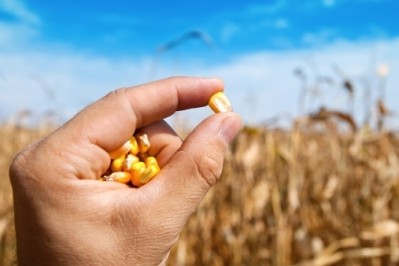 US senators step into corn ethanol debate