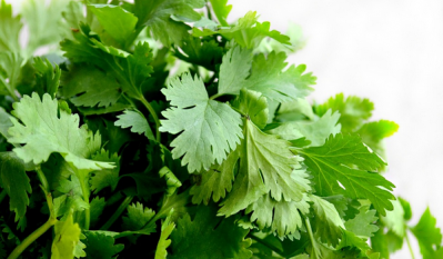 Past outbreaks have been linked to cilantro (coriander)