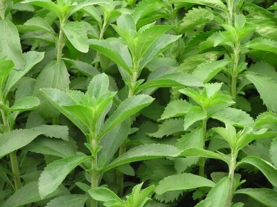 PureCircle shores up stevia supplies