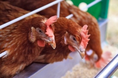 Avian flu impacts the US poultry and egg export market